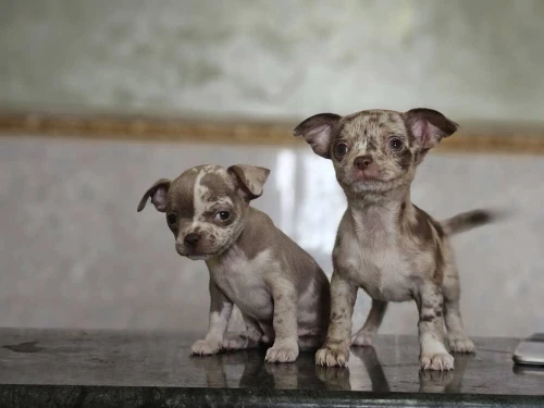 Dog argentin - béninois - chihuahua - carlin - Pitbull 