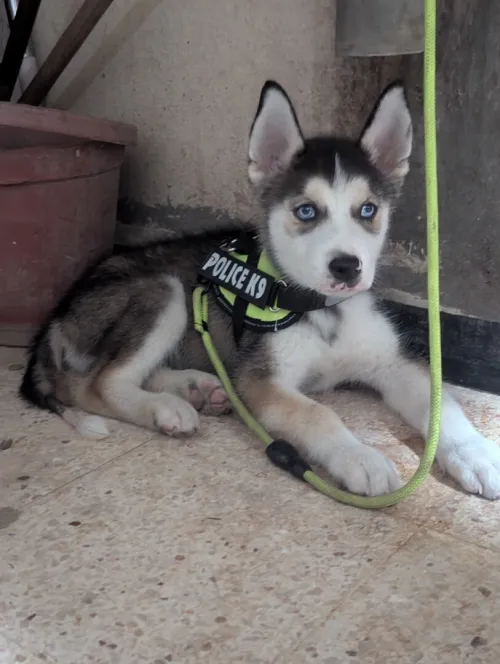 Husky 2 mois