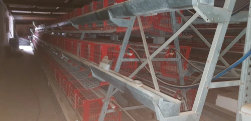 Batterie poules pendeuses 4800 sujets