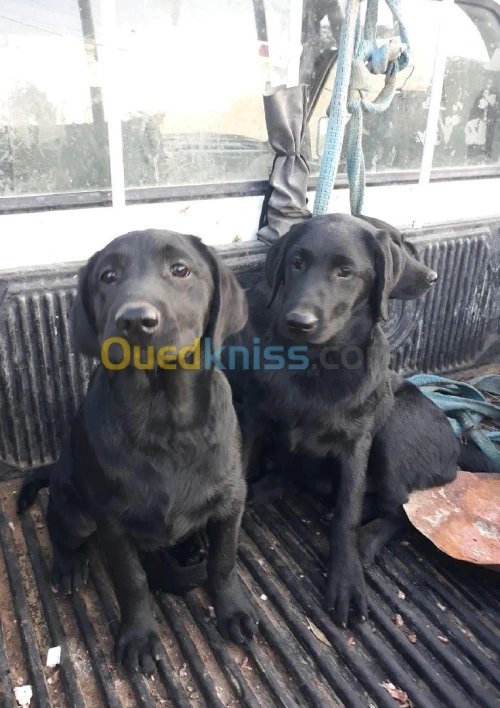 Labrador noir chiot pure race  