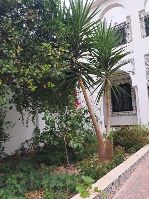 Location Villa Alger El biar
