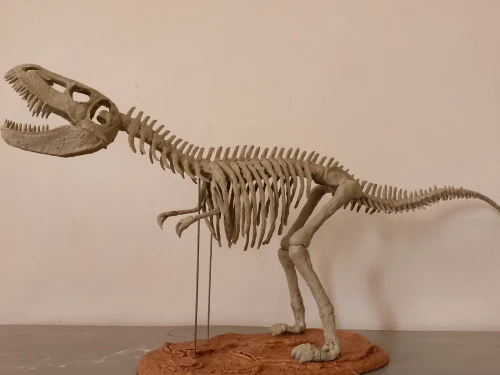 T-Rex fossiles (réplique) pour décoration dimensions 92 cm sur 38cm