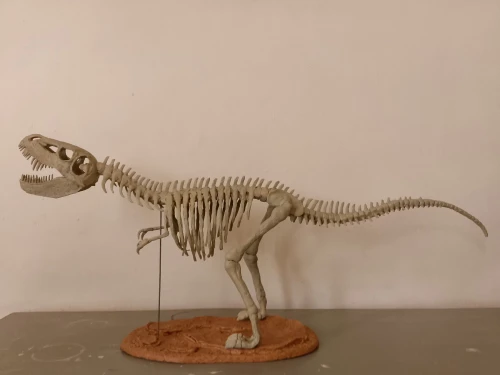 T-Rex fossiles (réplique) pour décoration dimensions 92 cm sur 38cm