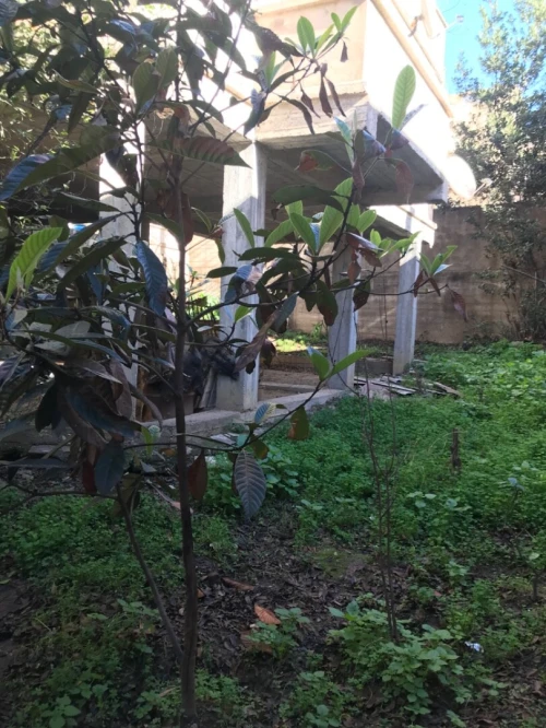 Vente Villa Alger Bouzareah
