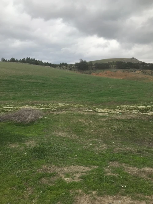 Vente Terrain Agricole Ain defla Hoceinia