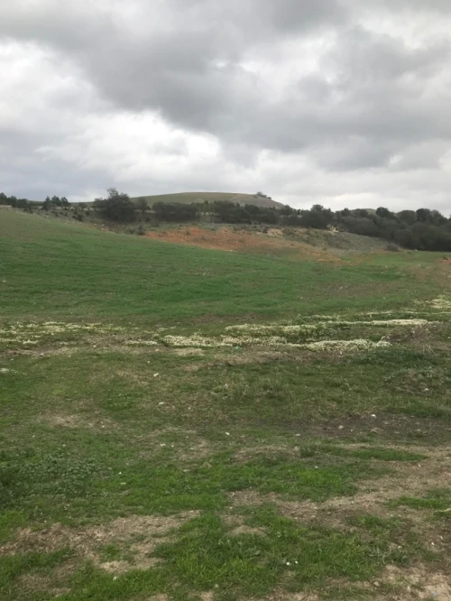 Vente Terrain Agricole Ain defla Hoceinia