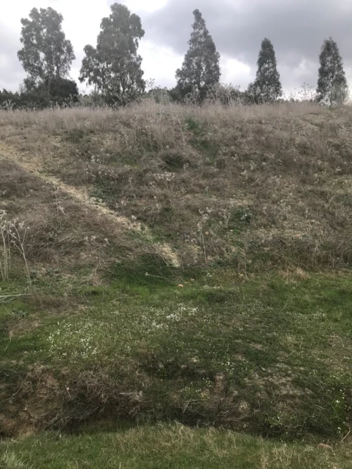 Vente Terrain Agricole Ain defla Hoceinia