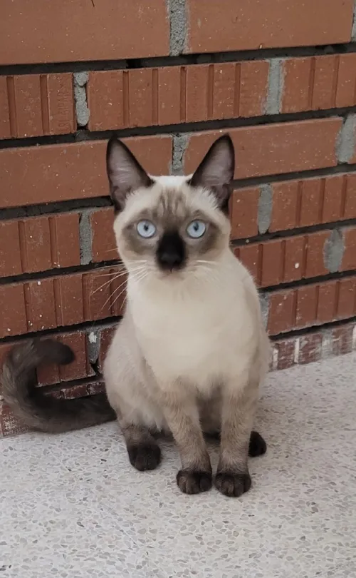 Siamois