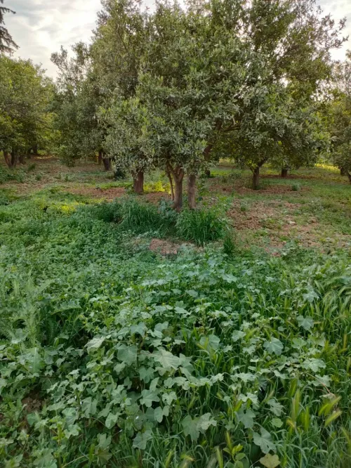 Vente Terrain Agricole Tlemcen Chetouane
