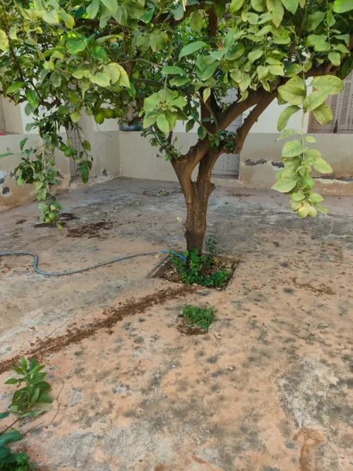 Vente Villa Tlemcen Chetouane