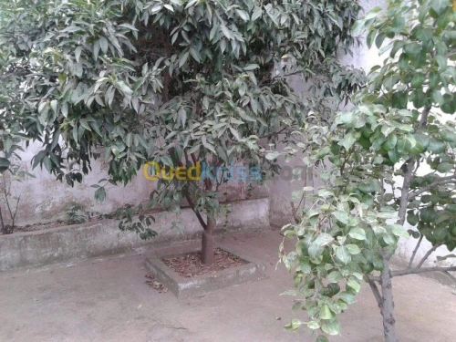 Vente Terrain Skikda Filfla