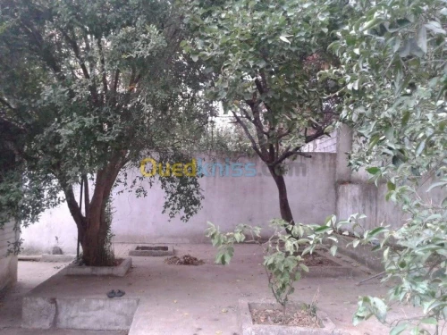 Vente Terrain Skikda Filfla