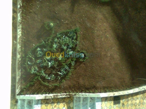 Amenagement des espaces verts 