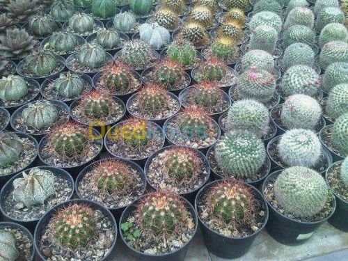 Jardinage 