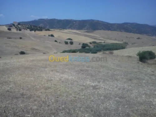 Vente Terrain Tizi ouzou Bounouh