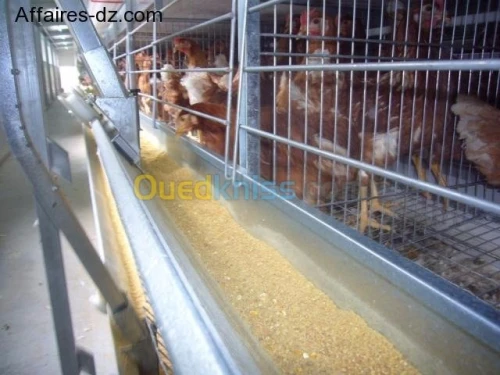 Batterie poule pondeuse