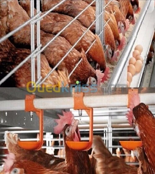 Batterie poule pondeuse