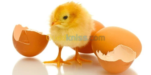 Vente Poussin Chair