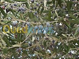 Récolteuse d'olive Stihl