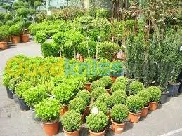 gazon-nettoyage-dézherbage-decoration 