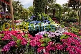 gazon-nettoyage-dézherbage-decoration 