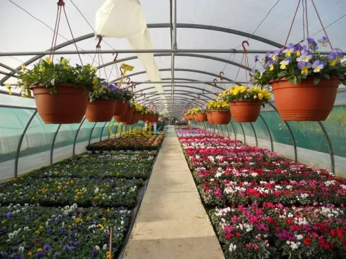 gazon-nettoyage-dézherbage-decoration 