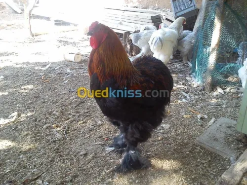 brahma géant 