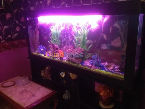 Décoration aquatique 