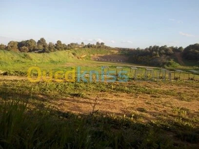 Vente Terrain Ain defla Ben allal