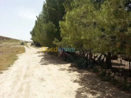 Vente Terrain Tebessa Tebessa