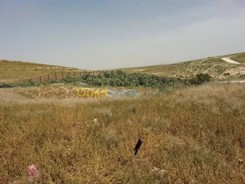 Vente Terrain Tebessa Tebessa