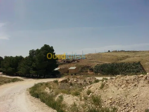 Vente Terrain Tebessa Tebessa