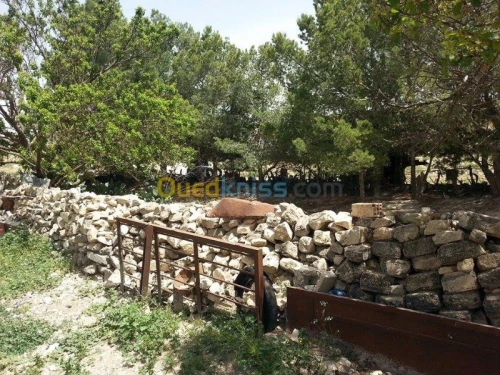 Vente Terrain Tebessa Tebessa
