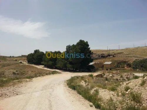 Vente Terrain Tebessa Tebessa