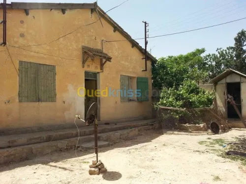 Vente Terrain Tebessa Tebessa