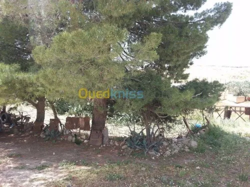 Vente Terrain Tebessa Tebessa