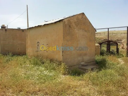Vente Terrain Tebessa Tebessa