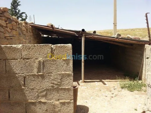 Vente Terrain Tebessa Tebessa