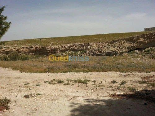 Vente Terrain Tebessa Tebessa