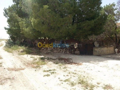 Vente Terrain Tebessa Tebessa