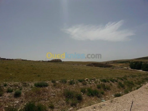 Vente Terrain Tebessa Tebessa