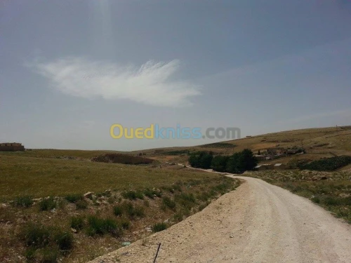 Vente Terrain Tebessa Tebessa