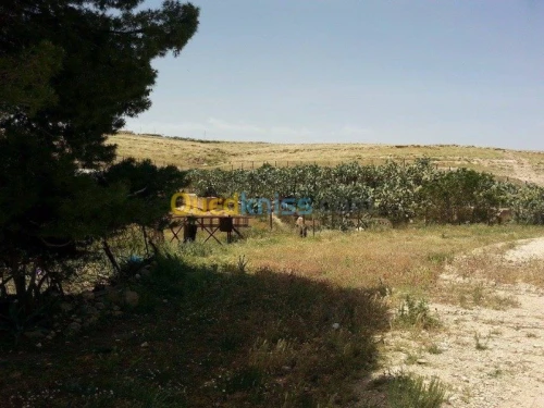 Vente Terrain Tebessa Tebessa