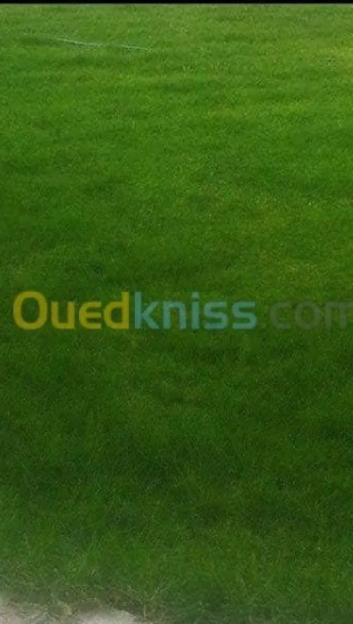 Salle des fêtes  Plein air 