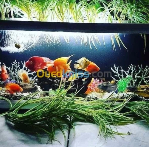 aquarium