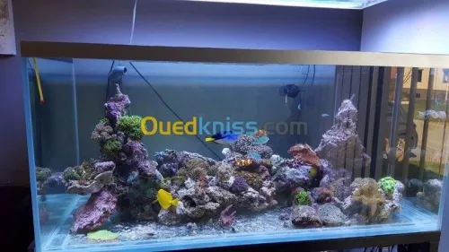 aquarium