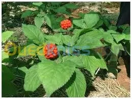 Aménagement d'espaces verts