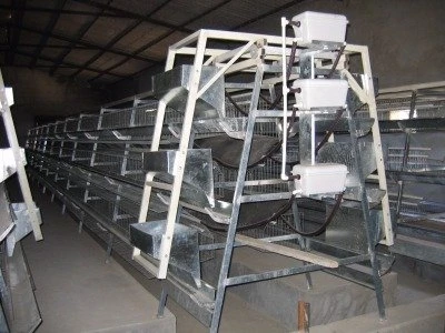 Batterie poule pondeuse 