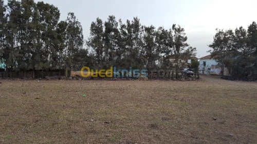Vente Terrain Alger Hraoua