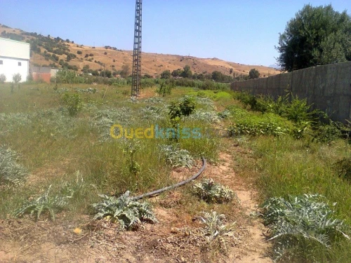 Vente Terrain Agricole Bouira Kadiria
